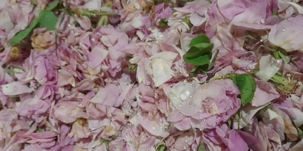 عرقیجات ارامش بخش